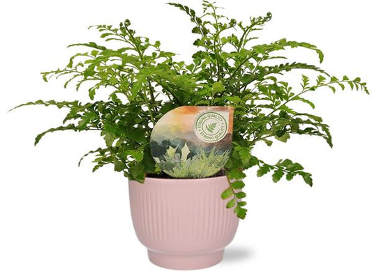 Asplenium Parvati - Ø12cm - ↕35cm + Potenza Rib Pot D13x11cm - Rosa