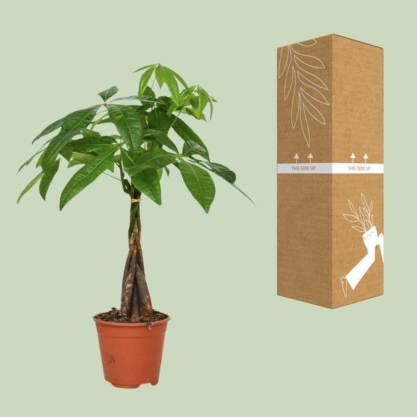 Pachira Aquatica - Geldbaum - Ø14cm - ↕50cm - Ø14 - ↨50cm