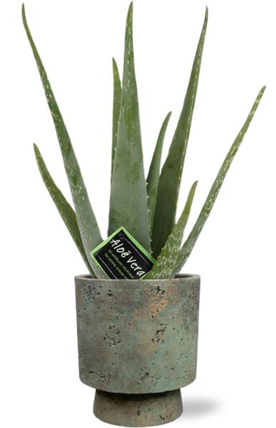 Aloe vera - Ø12cm - ↕40cm - Pot Aily D14x18cm - Grün
