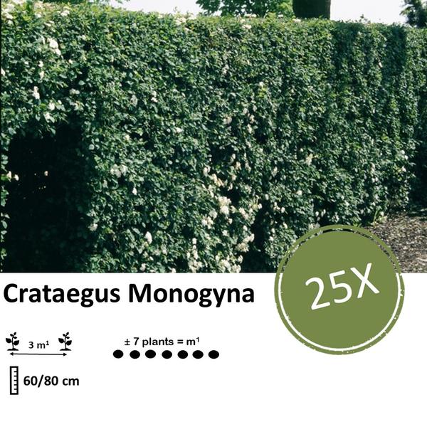Crataegus Monogyna -  Wurzelnakt - 60/80 - 25x