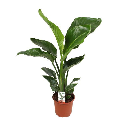 Strelitzia Nicolai - Ø17cm - ↕70cm