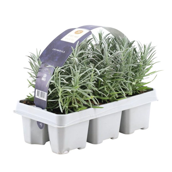 6x - Lavendel angustifolia - Ø7 cm - ↕25 cm