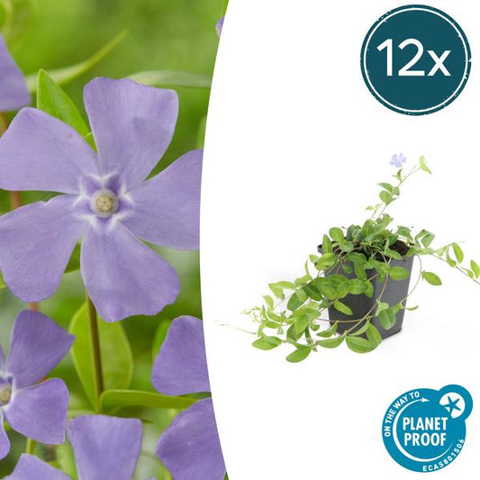 Vinca minor 'La Grave' - 12x