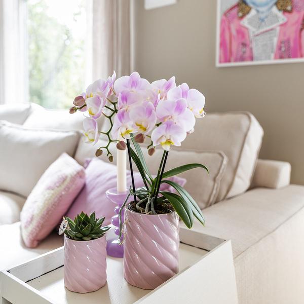 Kolibri Orchids | Rosa Phalaenopsis Orchidee - Portugal - Topfgröße Ø9cm | Blühende Zimmerpflanze - Frisch vom Züchter