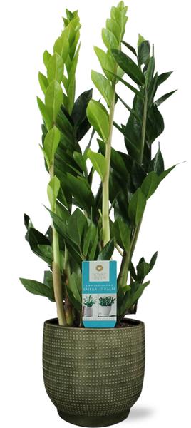 Zamioculcas Zamiifolia - Ø17cm - ↕70cm + Lykke Pot D18x16cm - Grün