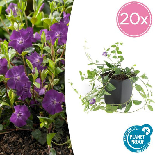 Vinca minor 'Atropurpurea' - ↕10-25cm - Ø9cm - 20x