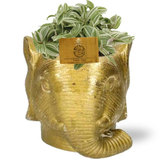 Tradescantia Tenderness - Ø10,5cm - ↕10cm + Planter Olifant D11/12x10cm - Gold