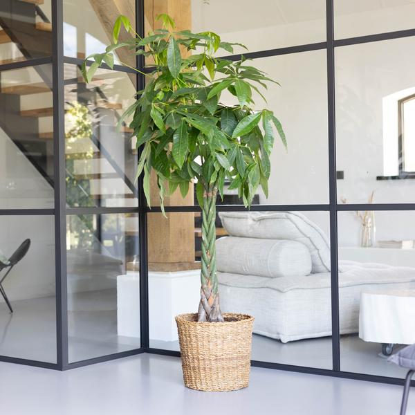 Pachira Aquatica XL mit Torun-Korb – 140 cm – Ø30