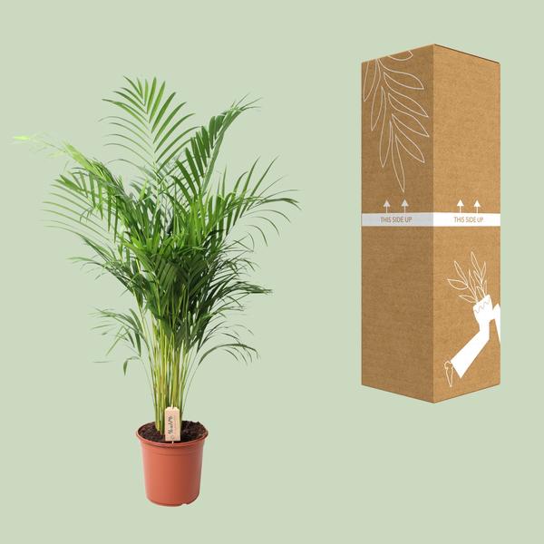 Dypsis Lutescens (Areca) - Ø24cm - ↕110cm