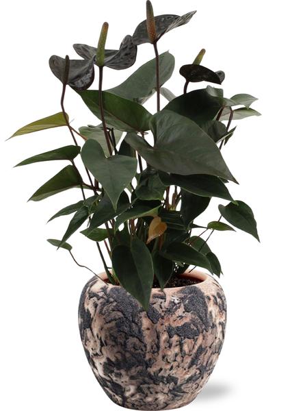 Anthurium Black Love - Ø12cm - ↕36cm + Doug Pot D14x13cm - Schwarz Beige