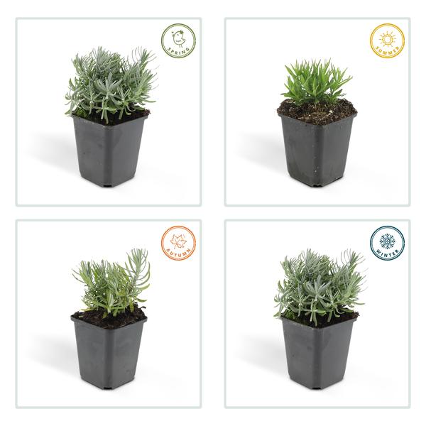 Lavendel 'Hidcote' - ↕10-25cm - Ø9cm - 6x