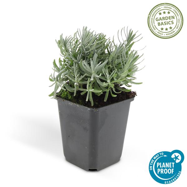 Lavendel 'Hidcote' - ↕10-25cm - Ø9cm - 6x
