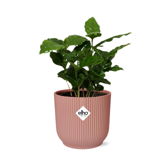 Coffea Arabica in Topf 14cm - 25cm- Rosa