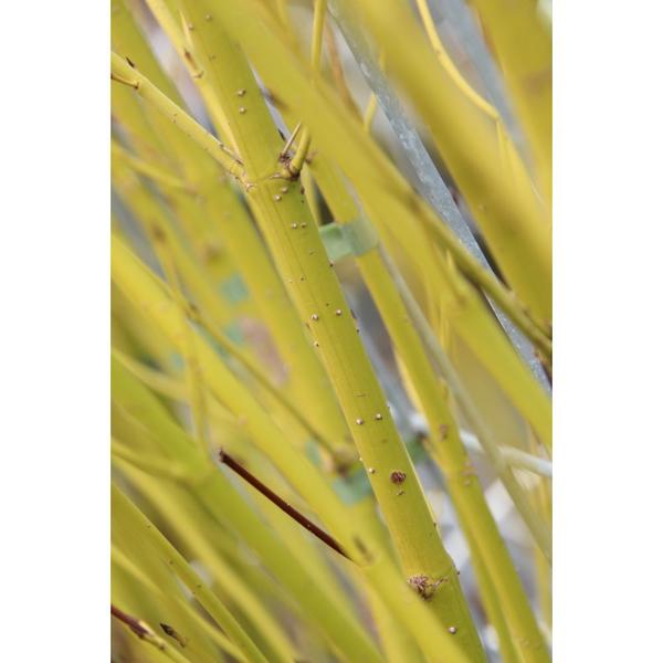 Cornus Stolonifera Flaviramea - Gelbholz-Hartriegel - Fertighecke - 120 x 180 cm