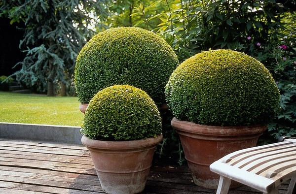 Buxus Sempervirens - ↕10-25cm - Ø9cm - 40x