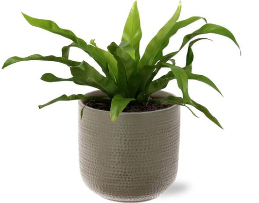 Asplenium Antiquum - Ø12cm - ↕30cm + Aresso Pot D13x12,5cm - Grau Grün