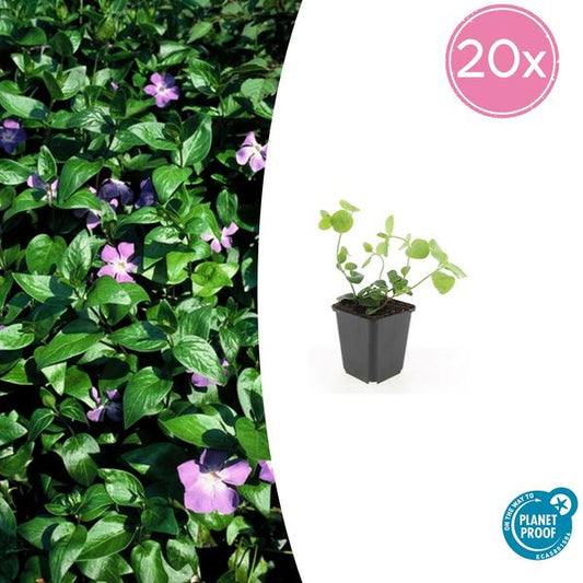 Vinca major - ↕10-25cm - Ø9cm - 20x