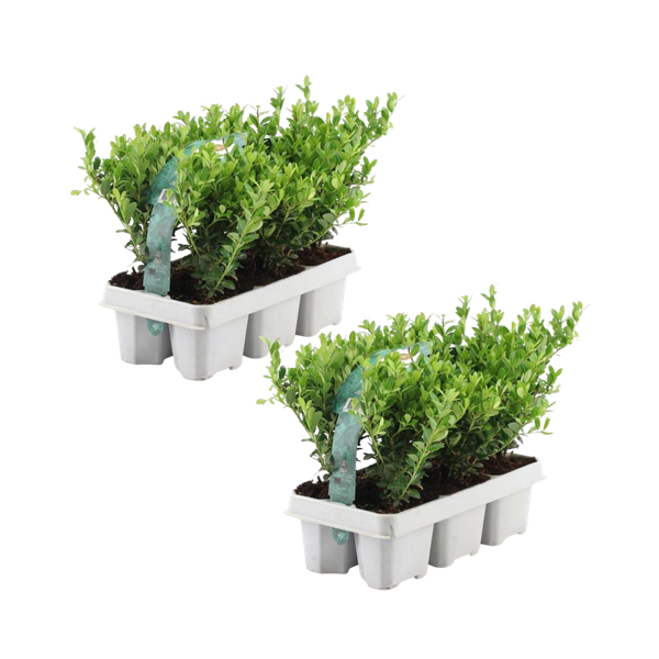 Ilex crenata 'Jenny' - Buchsbaum-Alternative - ↕15cm - Ø7cm - 12 Stück (2x 6er Pack)