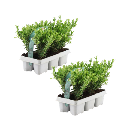 Ilex crenata 'Jenny' - Buchsbaum-Alternative - ↕15cm - Ø7cm - 12 Stück (2x 6er Pack)