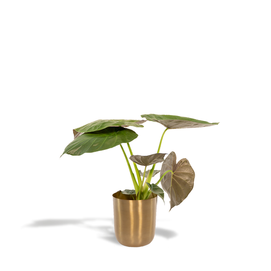 Alocasia Wentii - Ø19cm - ↕65cm + Topf Mayk Gold