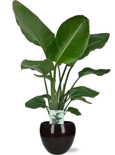 Strelitzia Nicolai - Ø19cm - ↕90cm + Bowl Pot D19/21x18,5cm - Schwarz