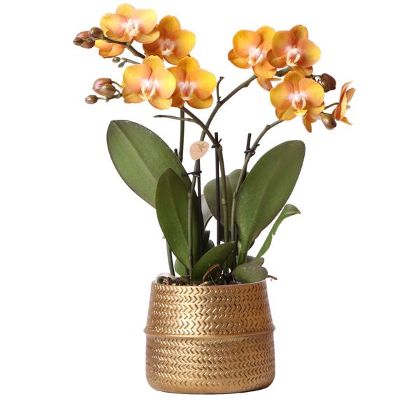 Kolibri Orchids | Orange Phalaenopsis-Orchidee Las Vegas im goldenen Groove-Ziertopf - Ø12cm