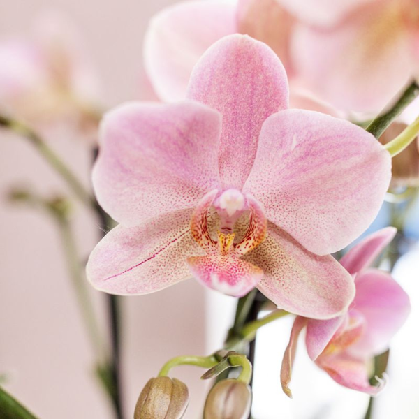 Kolibri Orchids | KOMBINIERTES ANGEBOT von 4 Orchideen Phalaenopsis - Treviso - Topfgröße Ø12cm | blühende Zimmerpflanze - frisch vom Züchter