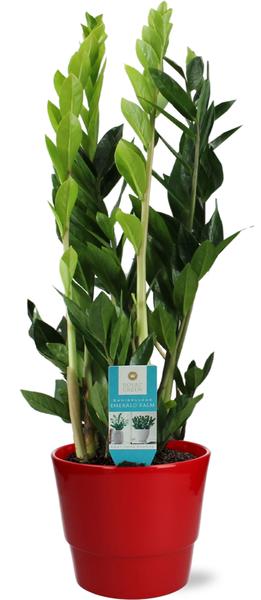 Zamioculcas Zamiifolia - Ø17cm - ↕70cm + Pot Basic D18x15cm - Rot