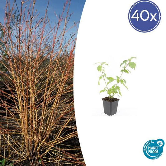 Cornus sang. 'Anny's Winter Orange' - ↕10-25cm - Ø9cm  - 40x