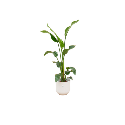 Strelitzia Nicolai + Topf Weiß Ø23 - 100 cm