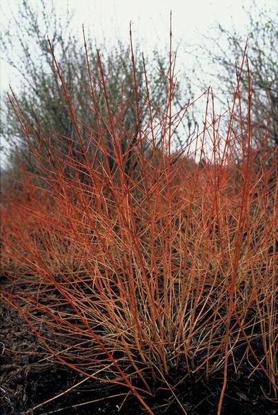 Cornus sang. 'Midwinter Fire' - ↕10-25cm - Ø9cm  - 12x