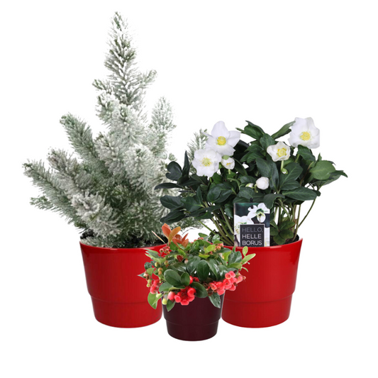Weihnachtspflanzen Box - 3 Stücke - Ø10-17cm - ↕15-50cm