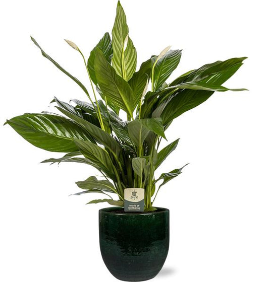 Spathiphyllum Bingo Cupido - Ø19cm - ↕80cm + Jolin Pot D20x18cm - Grün