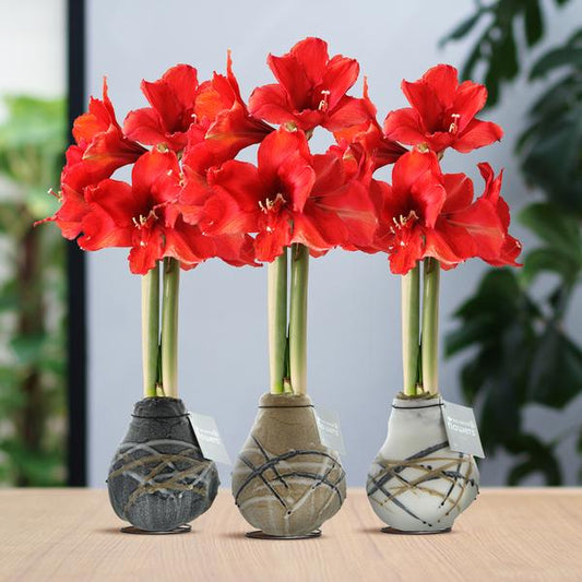 Ohne Wasser Blumen (wax amaryllis)  XMAS Mix - 3er set + Rote Blumen