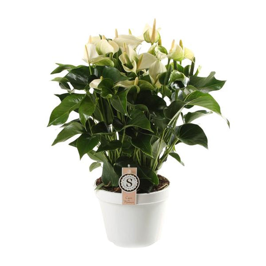 Anthurium White Champion 21cm - Ø21cm - ↕65cm