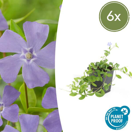 Vinca minor 'La Grave' - 6x