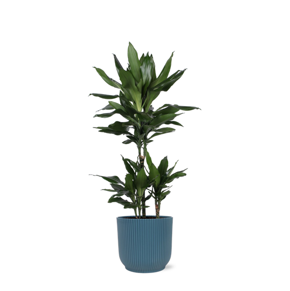 Dracaena Janet Lind Ø21cm - ↕90cm in Vibes BLUE pot