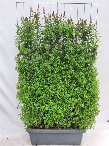 Spiraea billardii - Spierstrauch - Fertighecke - 120 x 180 cm
