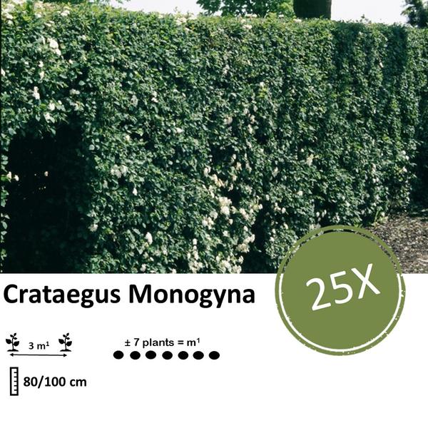 Crataegus Monogyna -  Wurzelnakt - 80/100 - 25x