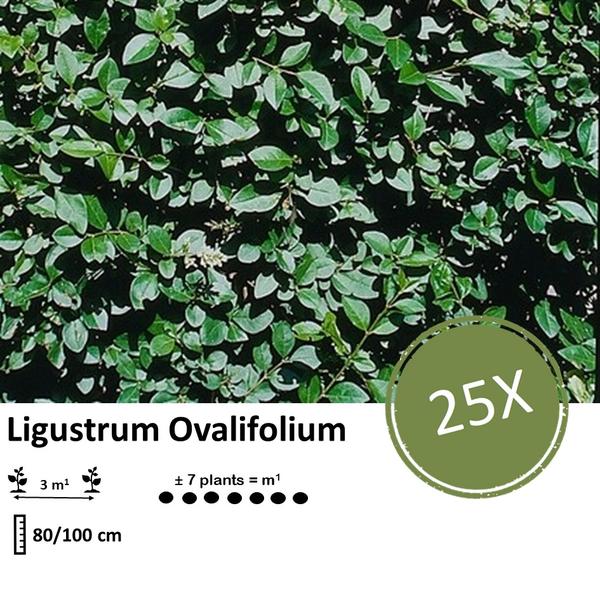 Ligustrum Ovalifolium - Wurzelnakt - 80/100 - 25x