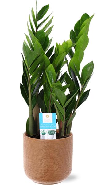 Zamioculcas Zamiifolia - Ø17cm - ↕60cm + Aresso Pot D18x16,5cm - Braun