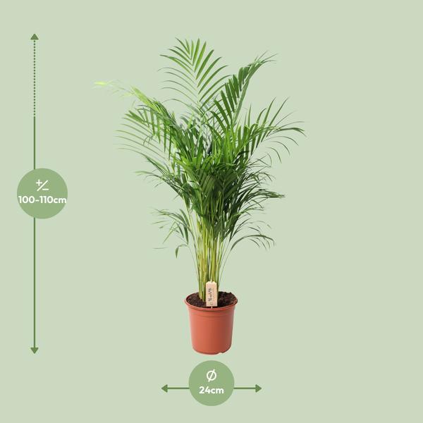 Dypsis Lutescens (Areca) - Ø24cm - ↕110cm