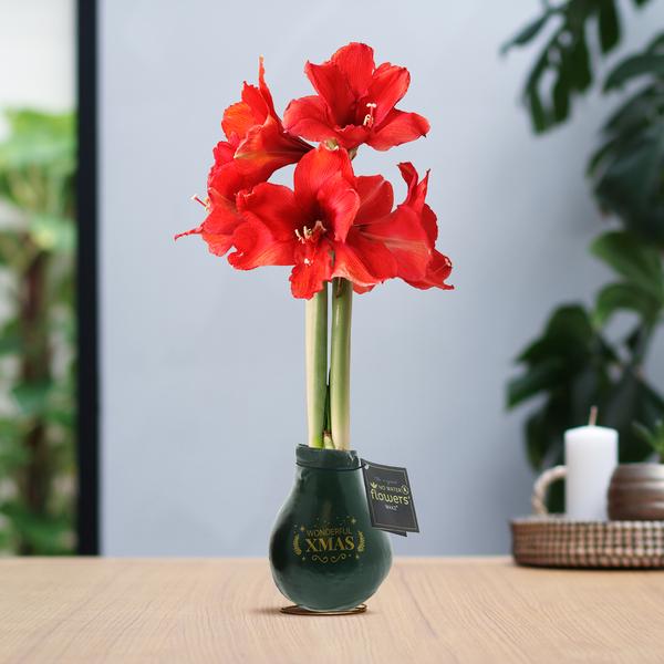 Ohne Wasser Blumen (wax amaryllis)  XMAS Grün + Rote Blumen