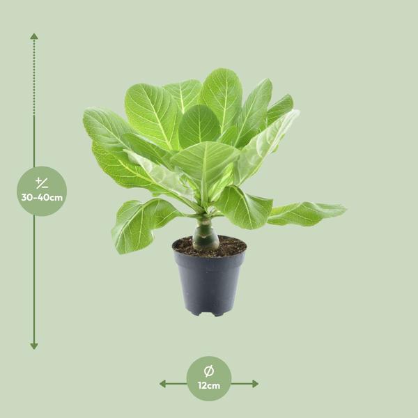 Brighamia Insignis 'Hawaii Palm'  - Ø12cm - ↕37cm