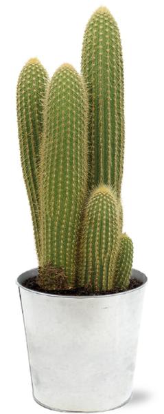 Vatricania Guentheri - Ø21cm - ↕55cm + Pot D22,5x21cm - Zink