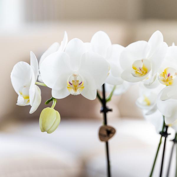 Kolibri Orchids - Überraschungsbox Mix - Pflanzen-Vorteilsbox - Überraschungsbox mit 4 verschiedenen Orchideen 12cm - Frisch vom Züchter