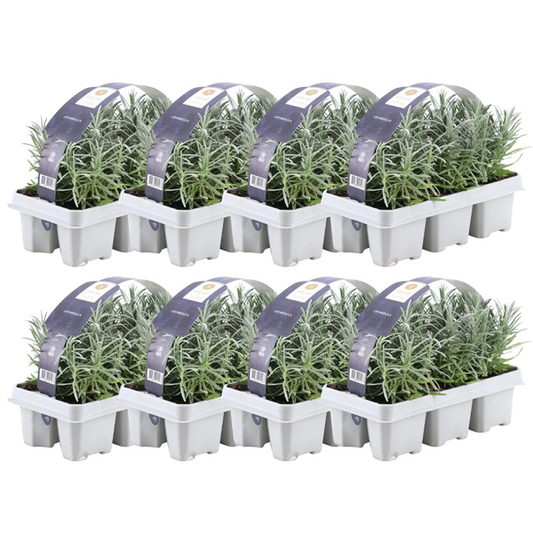 8 x 6er set Lavendel angustifolia - 48 x Ø7 cm - ↕15 cm