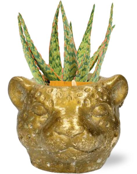 Aloe Hybride - Ø10,5cm - ↕15cm + Planter Luipaard D12x9,5cm - Gold