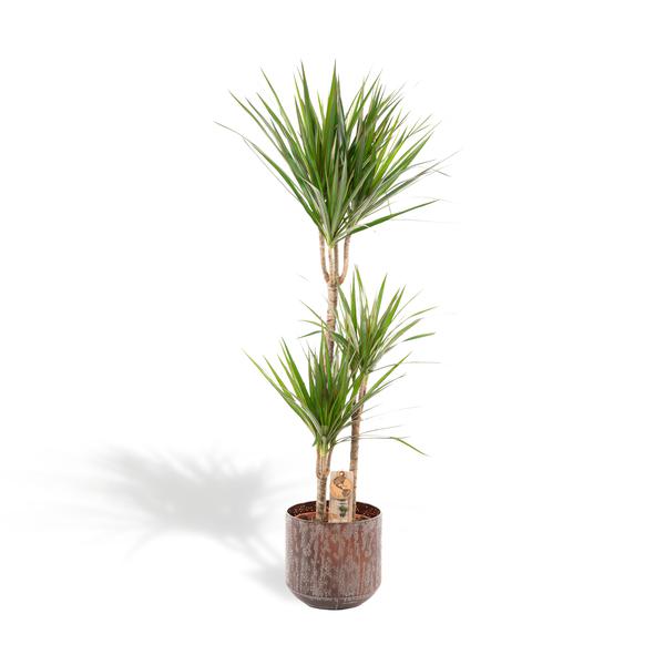 Dracaena mit Topf - ↨120cm - Ø21cm