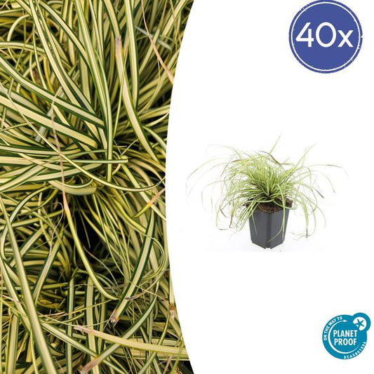 Carex oshim. 'Evergold'  - ↕10-25cm - Ø9cm - 40x